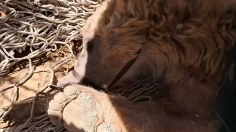 نجات خرس زخمی از ارتفاعات منطقه شکار ممنوع کوه خرسی