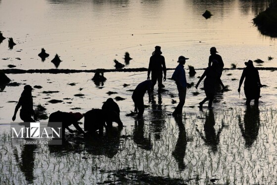 شالیزار‌های کلات نادری