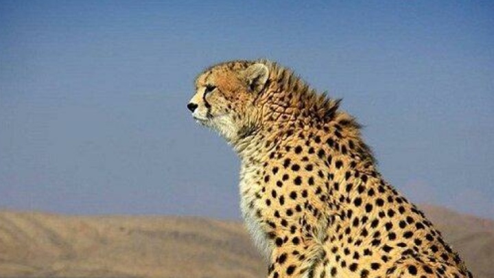 توله نسل سوم یوز «هرب» در توران شاهرود شناسایی شد