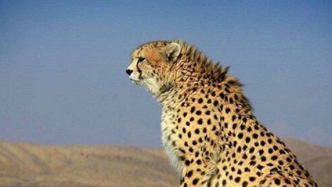 توله نسل سوم یوز «هرب» در توران شاهرود شناسایی شد