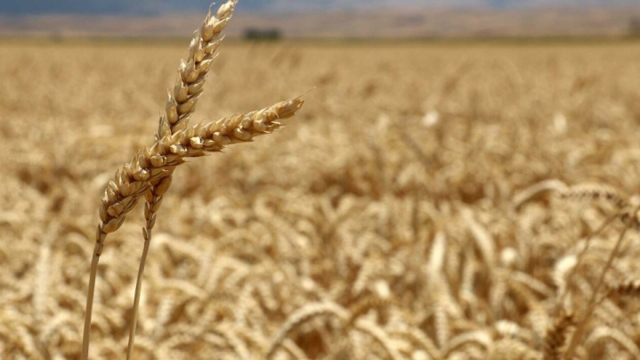 گندم نان مورد نیاز کشور تا سال آینده تامین است