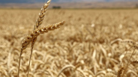 گندم نان مورد نیاز کشور تا سال آینده تامین است