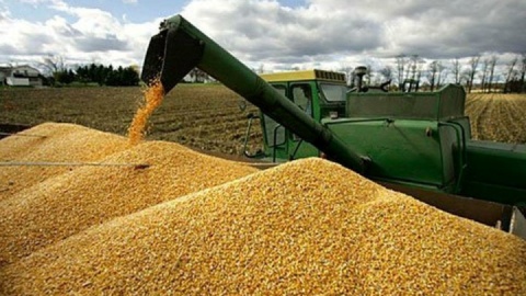 بنیاد گندمکاران: تأخیر در قیمتگذاری، امنیت غذایی را به چالش میکشد