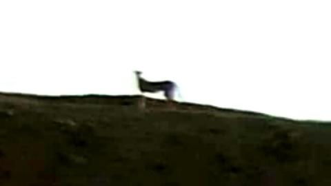 مشاهده ۲ قلاده یوز در نایبندان بعد از یک دهه