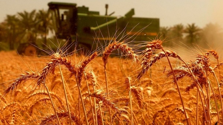 نرخ پیشنهادی خرید تضمینی گندم پذیرفته نشد