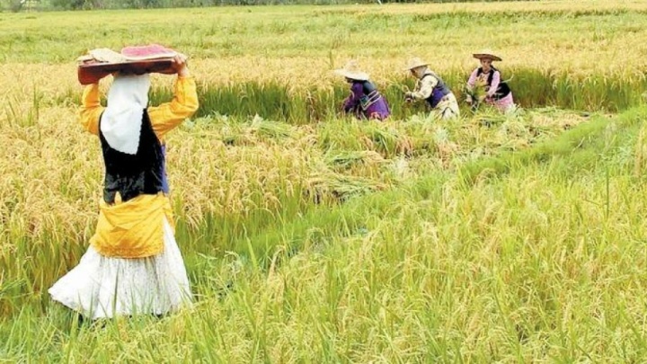 فعالیت ۴.۲ میلیون کشاورز در کشور/ ۶۰ درصد کشاورزان ۵۰ سال به بالا هستند