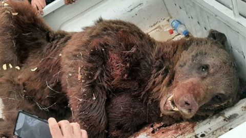 خرس قهوه‌ای سیوند تلف شد