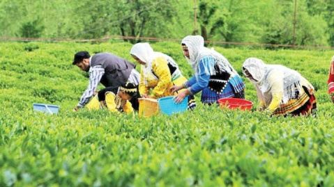 پرداخت ۷۴ درصد از مطالبات چایکاران