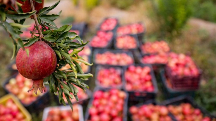رشد ۶ درصدی تولیدات باغی کشور