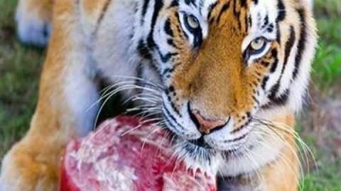 ببر ۷ ساله صاحب توله شد