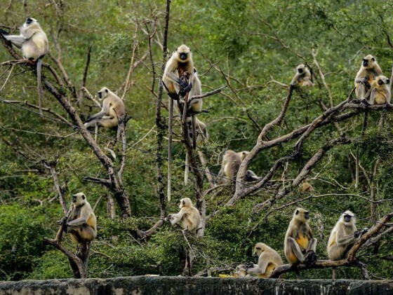 پوشکار، هند