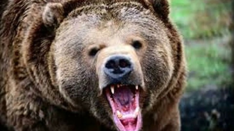 حمله خرس به نوجوان ۱۴ ساله در منطقه سبز کوه شهرستان کیار