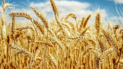 اولویت‌دهی به اجرای الگوی کشت مناسب بر اساس منابع آبی/ از کشاورزان حمایت می‌کنیم