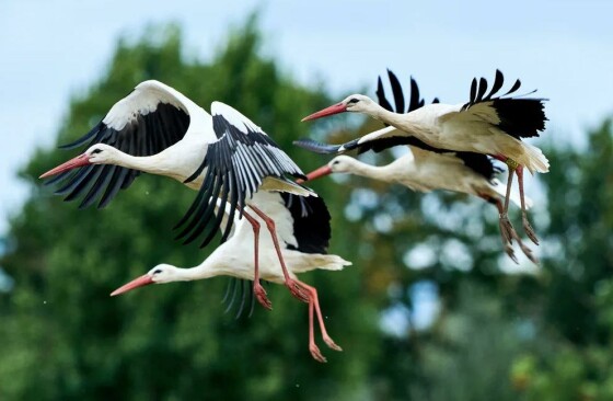 بوتِلبورن، آلمان