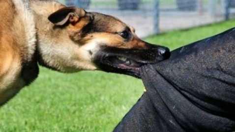 حمله سگ ولگرد به کودک سهساله