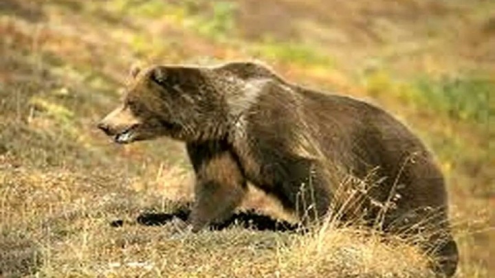 حمله خرس به چوپان و همسرش در ارتفاعات دزپارت