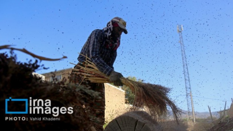 گزارش تصویری/ عصرانه پانزدهم شهریور