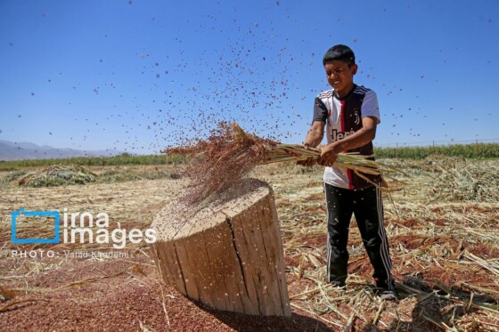 جارو بافی؛ هنری کهن در عصر مدرن