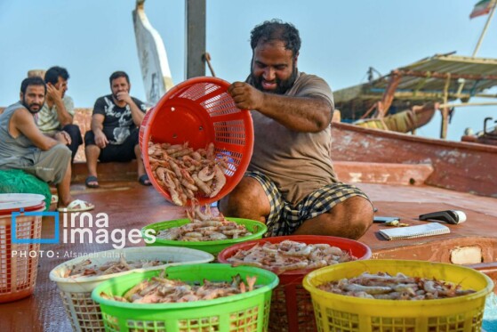 فروش میگو روی لنج