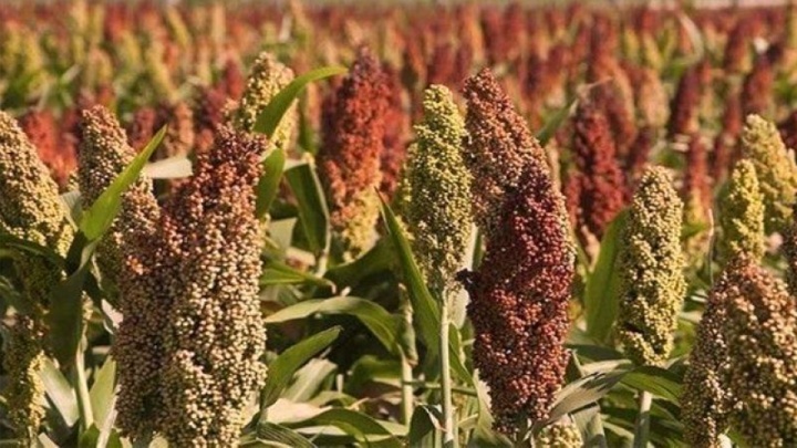ضوابط جدید برای واردات دانه سورگوم از روسیه ابلاغ شد