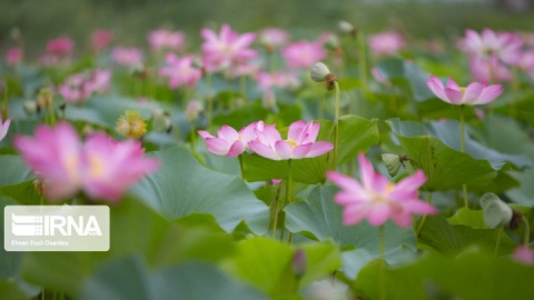 تالاب «گل نیلوفر» بابل ثبت جهانی شد