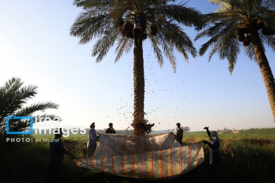 برداشت خرما از نخلستان های کارون