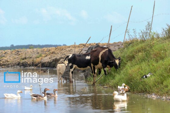 خشکی در کمین تالاب انزلی