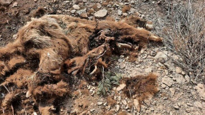 لاشه یک قلاده خرس قهوه‌ای پیدا شد