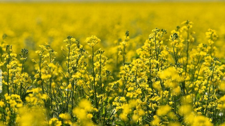 پرداخت ۹۷ درصد مطالبات کلزاکاران/ پیش بینی تولید ۴۰ هزار تن دانه سویا