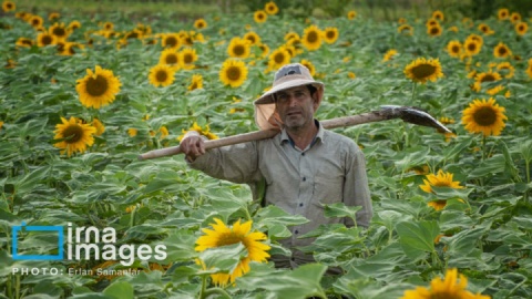 گزارش تصویری/ عصرانه بیست و دوم شهریور