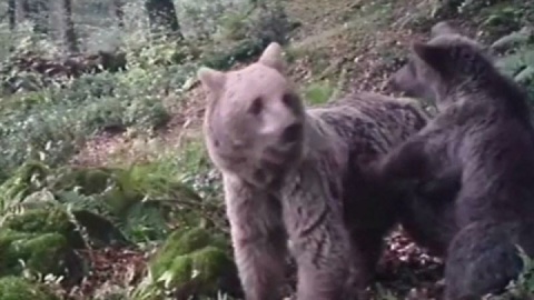 ثبت تصاویر نادر از خرس قهوه‌ای ماده و توله‌اش