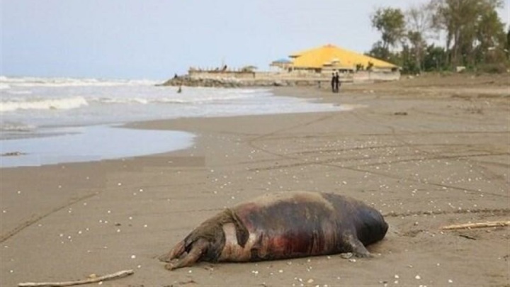 کشف لاشه یک فوک خزری در سواحل فریدونکنار/ شمار موارد کشف‌شده به ۴۳ قلاده رسیده است