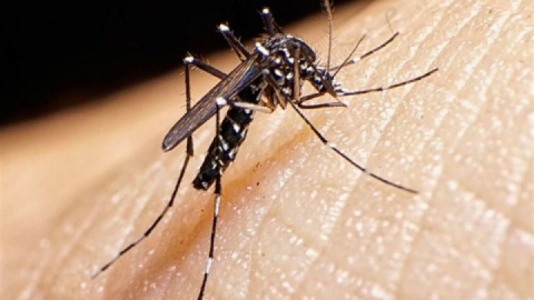 تب دنگی به خوزستان نرسیده است/ خطر شیوع بیماری‌های تب استخوان‌شکن، چیگونیا و زیکا