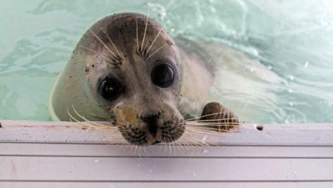 لاشه یک قلاده فک خزری کشف شد
