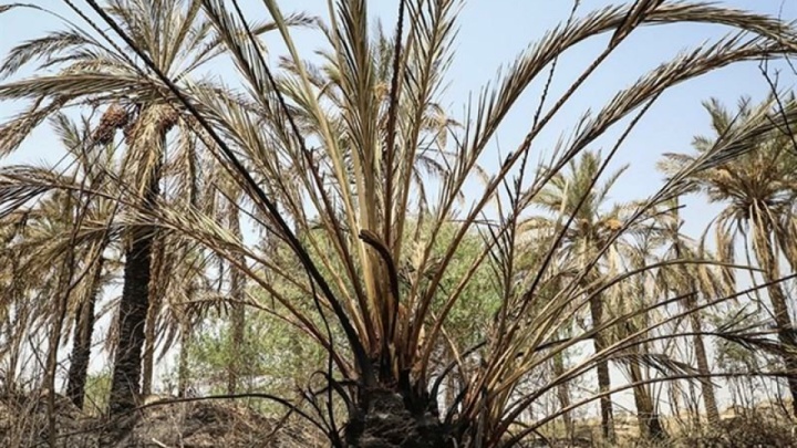 آتش‌سوزی در نخلستان‌های آبادان ۲ میلیارد تومان خسارت داشت