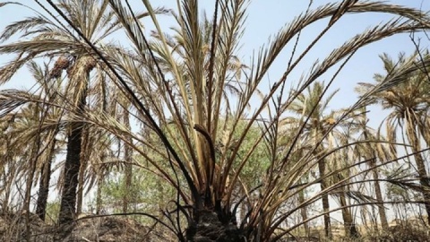 آتشسوزی در نخلستانهای آبادان ۲ میلیارد تومان خسارت داشت