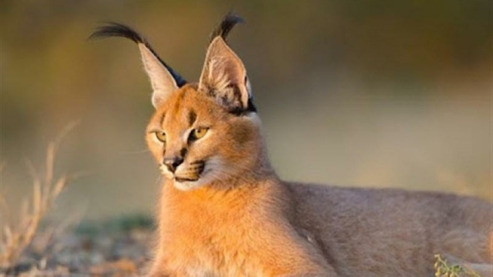 سیاه‌گوش ایرانی دوباره ‌رویت شد‌