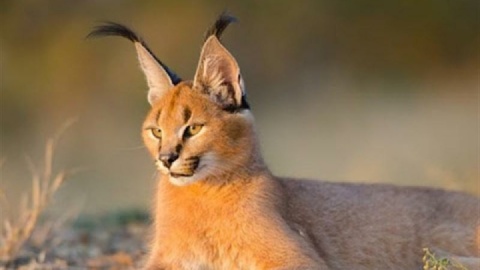 سیاه‌گوش ایرانی دوباره ‌رویت شد‌