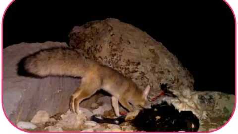 تصاویری نادر از پلنگ و شاه روباه ثبت شد