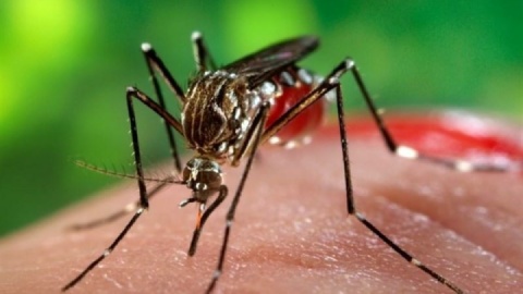 ۴۳۴ بیمار مبتلا به تب دنگی در کشور شناسایی شدند