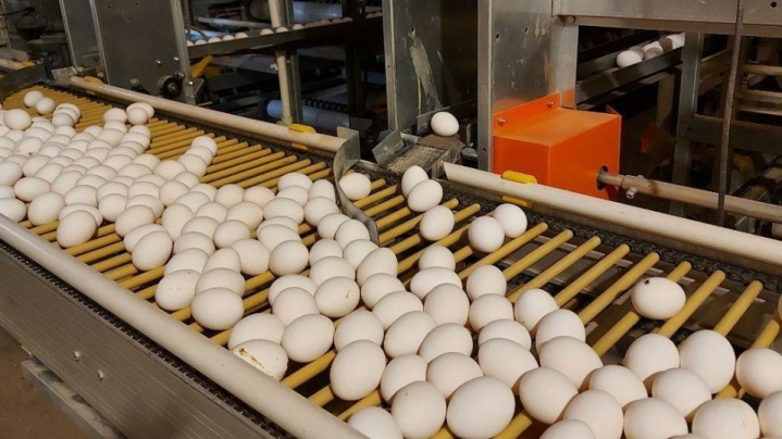 ارزآوری ۵۰ میلیون دلاری تخم مرغ