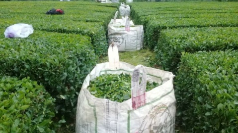 پرداخت ۱۷۷ میلیارد تومان تسهیلات به چایکاران و کارخانه داران