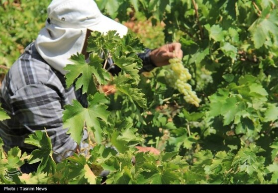 برداشت انگور از تاکستان‌های استان چهارمحال و بختیاری