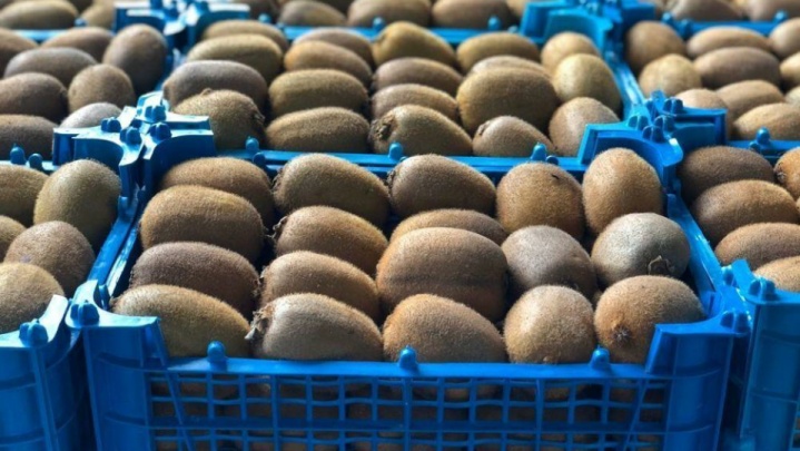 پیش بینی تولید ۲۲۰ هزار تنی کیوی در گیلان/ آغاز صادرات از ۷ مهر