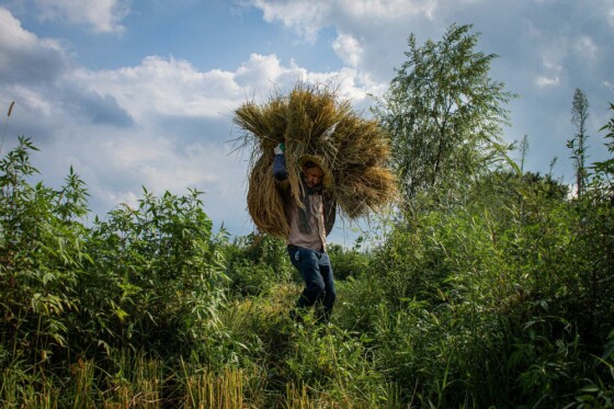 روایت فصل برداشت برنج در شالیزارهای گیلان