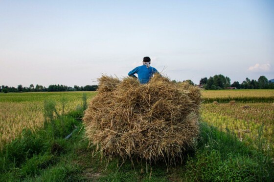 روایت فصل برداشت برنج در شالیزارهای گیلان