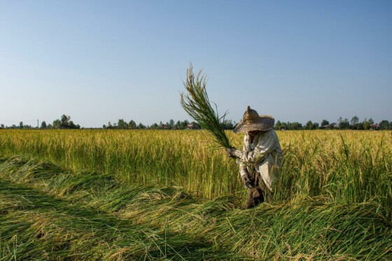 روایت فصل برداشت برنج در شالیزارهای گیلان