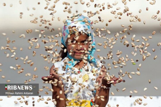 برداشت پسته از باغات مشهد