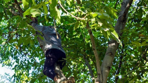 یک جانباخته و ۵۲ مصدوم در گردو تکانی استان همدان