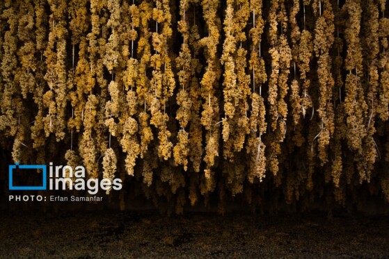 برداشت انگور در شهر تاکستان قزوین